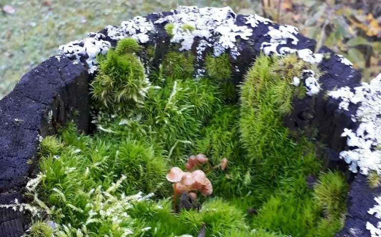 Herzoeffnung